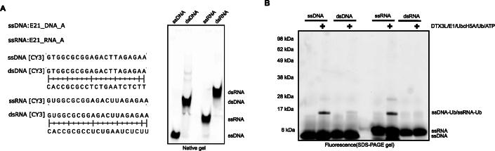https://cdn.ncbi.nlm.nih.gov/pmc/blobs/dc1a/11467253/e7601437aa45/44319_2024_235_Fig7_ESM.jpg