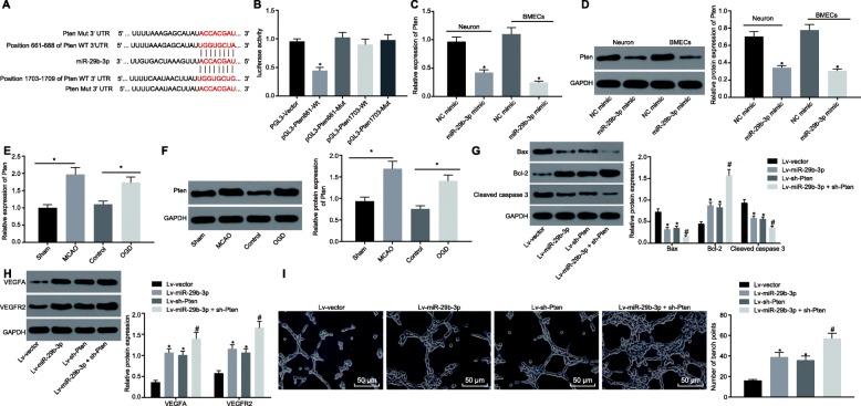 https://cdn.ncbi.nlm.nih.gov/pmc/blobs/dc1d/6998092/5caf1d634072/12974_2020_1725_Fig5_HTML.jpg