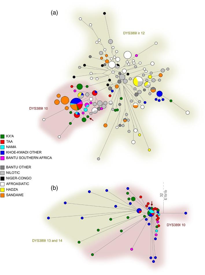 https://cdn.ncbi.nlm.nih.gov/pmc/blobs/dc1f/6667921/6e7ad57454af/AJPA-167-656-g003.jpg