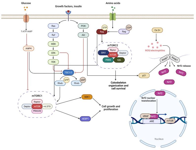 https://cdn.ncbi.nlm.nih.gov/pmc/blobs/dc20/9265429/031dd0bf47a7/cells-11-02048-g003.jpg