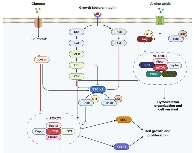 https://cdn.ncbi.nlm.nih.gov/pmc/blobs/dc20/9265429/10804ab01a36/cells-11-02048-g002.jpg