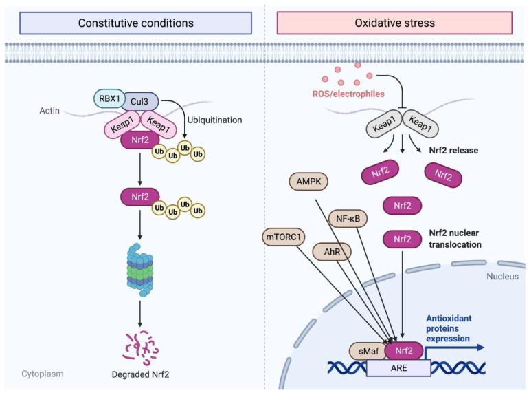 https://cdn.ncbi.nlm.nih.gov/pmc/blobs/dc20/9265429/915a45ea2222/cells-11-02048-g001.jpg