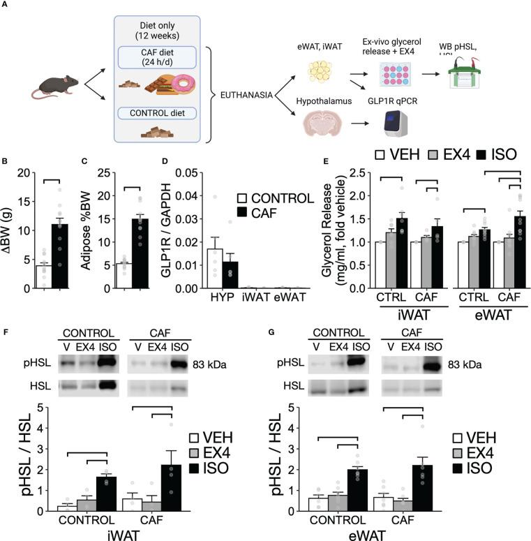 https://cdn.ncbi.nlm.nih.gov/pmc/blobs/dc22/10244886/90e291200ae8/fendo-14-1164047-g005.jpg