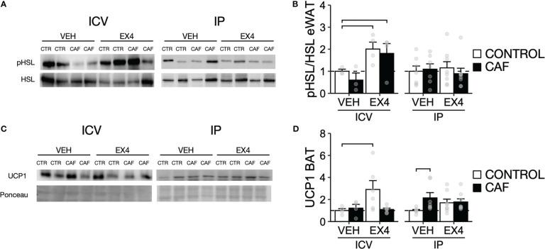 https://cdn.ncbi.nlm.nih.gov/pmc/blobs/dc22/10244886/ae16b9ecd187/fendo-14-1164047-g004.jpg
