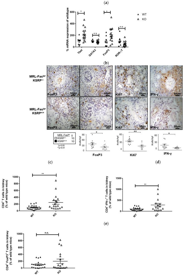 https://cdn.ncbi.nlm.nih.gov/pmc/blobs/dc24/8624031/b9e7e8815b79/cells-10-03167-g004.jpg