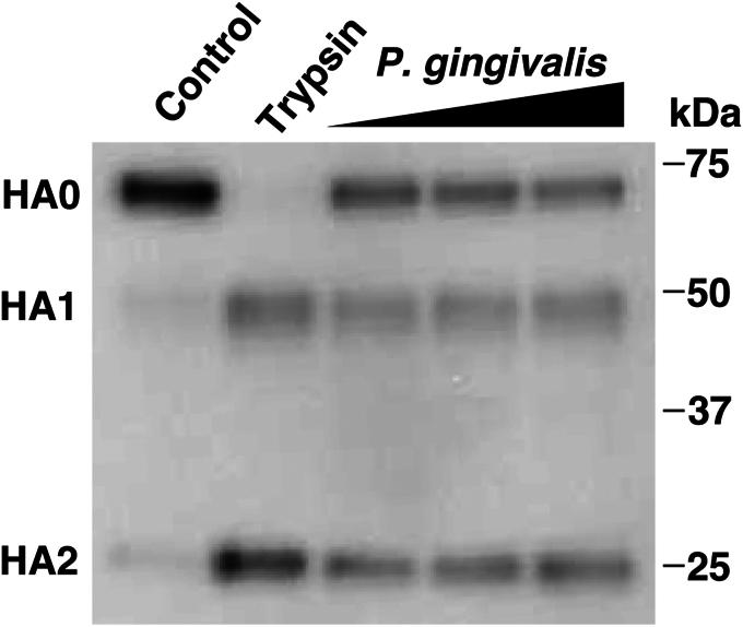https://cdn.ncbi.nlm.nih.gov/pmc/blobs/dc27/11834065/ece8cb381b18/gr3.jpg