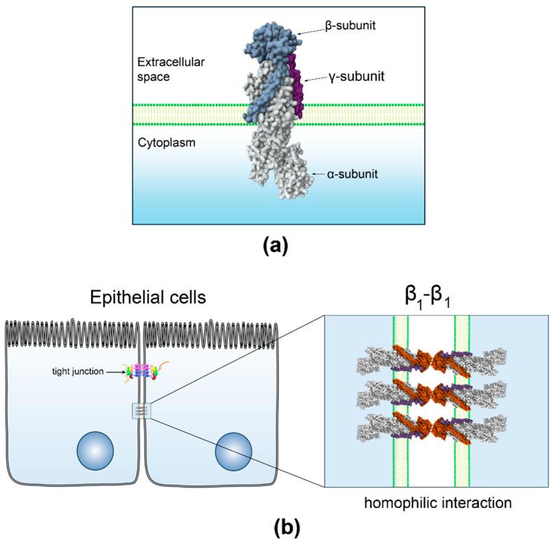 https://cdn.ncbi.nlm.nih.gov/pmc/blobs/dc28/12429690/72367450d2ac/ijms-26-08744-g001.jpg