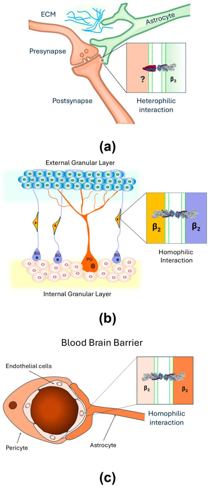 https://cdn.ncbi.nlm.nih.gov/pmc/blobs/dc28/12429690/fe01d36ef13b/ijms-26-08744-g002.jpg