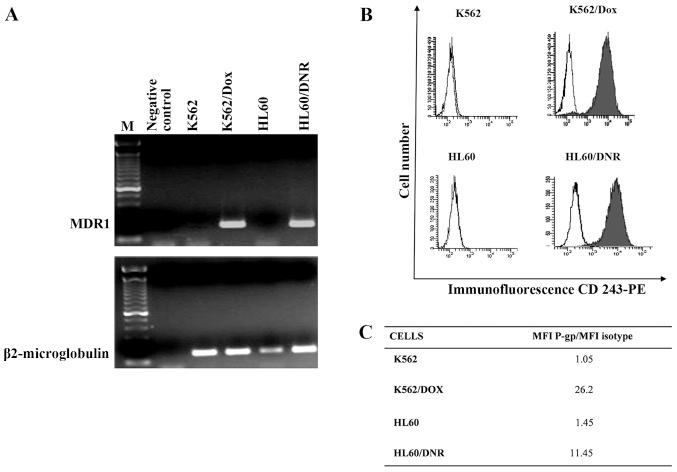 https://cdn.ncbi.nlm.nih.gov/pmc/blobs/dc2b/4151812/61cf0d28bfa3/IJO-45-04-1372-g01.jpg