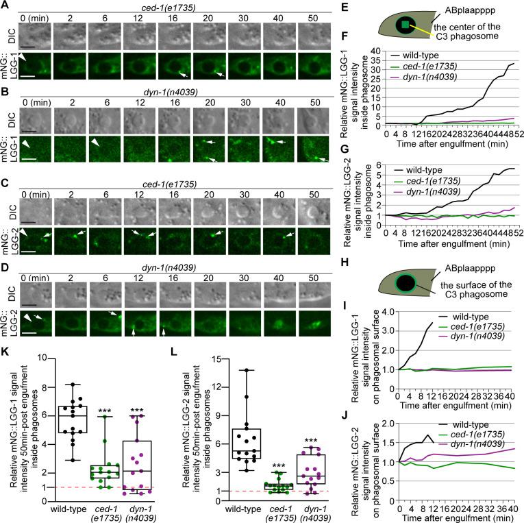 https://cdn.ncbi.nlm.nih.gov/pmc/blobs/dc2b/8769646/1b9a1036b779/elife-72466-fig9.jpg