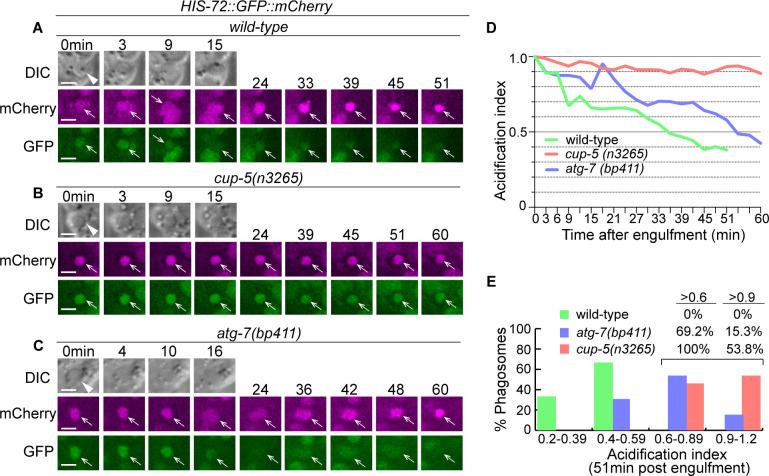 https://cdn.ncbi.nlm.nih.gov/pmc/blobs/dc2b/8769646/96f7e4e37cc4/elife-72466-fig13.jpg