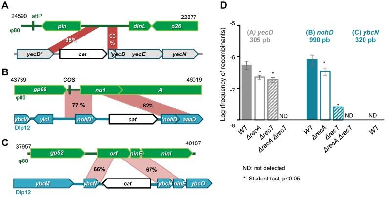 https://cdn.ncbi.nlm.nih.gov/pmc/blobs/dc2f/3945230/503f8446494d/pgen.1004181.g004.jpg