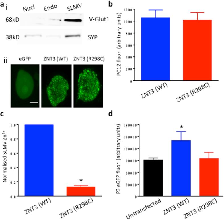 https://cdn.ncbi.nlm.nih.gov/pmc/blobs/dc2f/4673435/803b8f8373e3/srep17816-f3.jpg