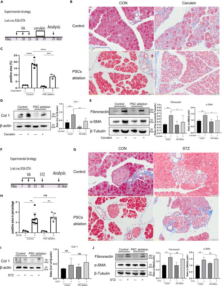 https://cdn.ncbi.nlm.nih.gov/pmc/blobs/dc30/10291507/705f01620593/gr7.jpg