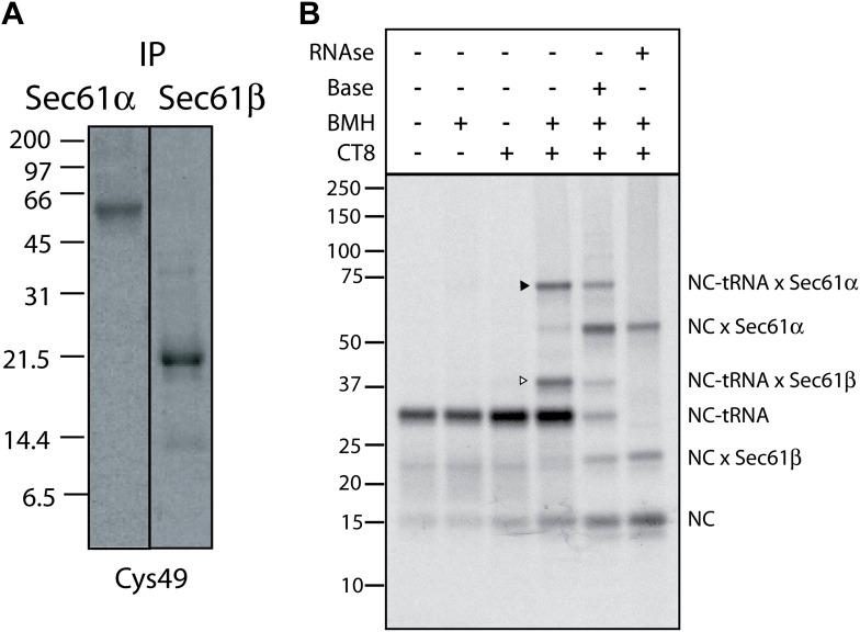 https://cdn.ncbi.nlm.nih.gov/pmc/blobs/dc34/3913039/8231d8757b4d/elife-01483-fig2-figsupp1.jpg