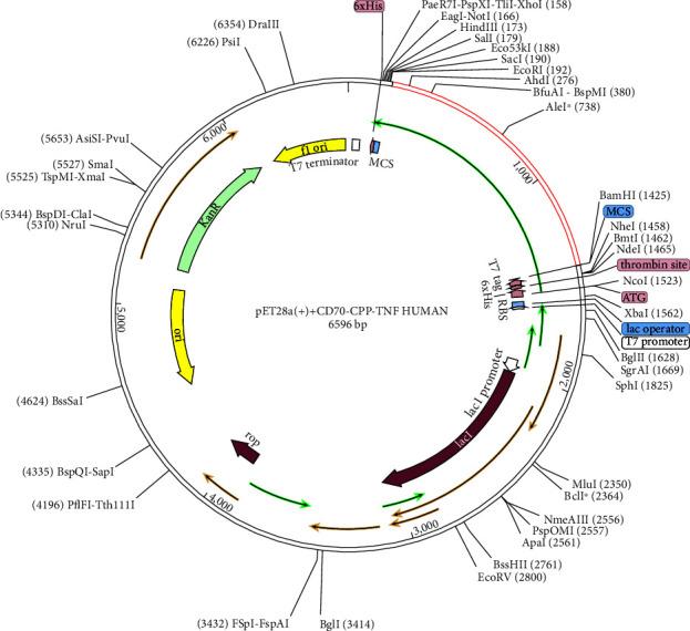 https://cdn.ncbi.nlm.nih.gov/pmc/blobs/dc3a/10838208/0602222fc13b/JIR2024-2875635.005.jpg