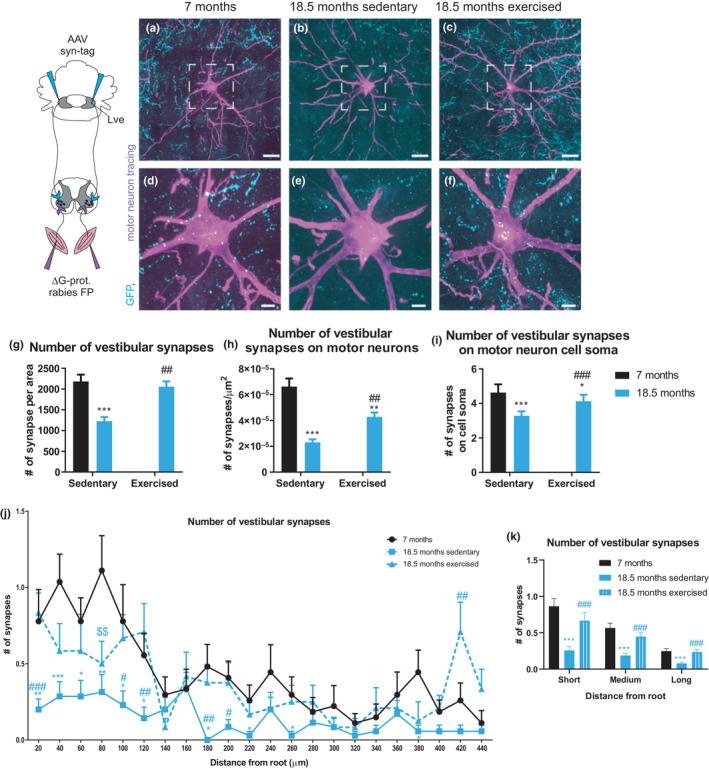 https://cdn.ncbi.nlm.nih.gov/pmc/blobs/dc3b/7744958/3eef57e205ae/ACEL-19-e13274-g005.jpg