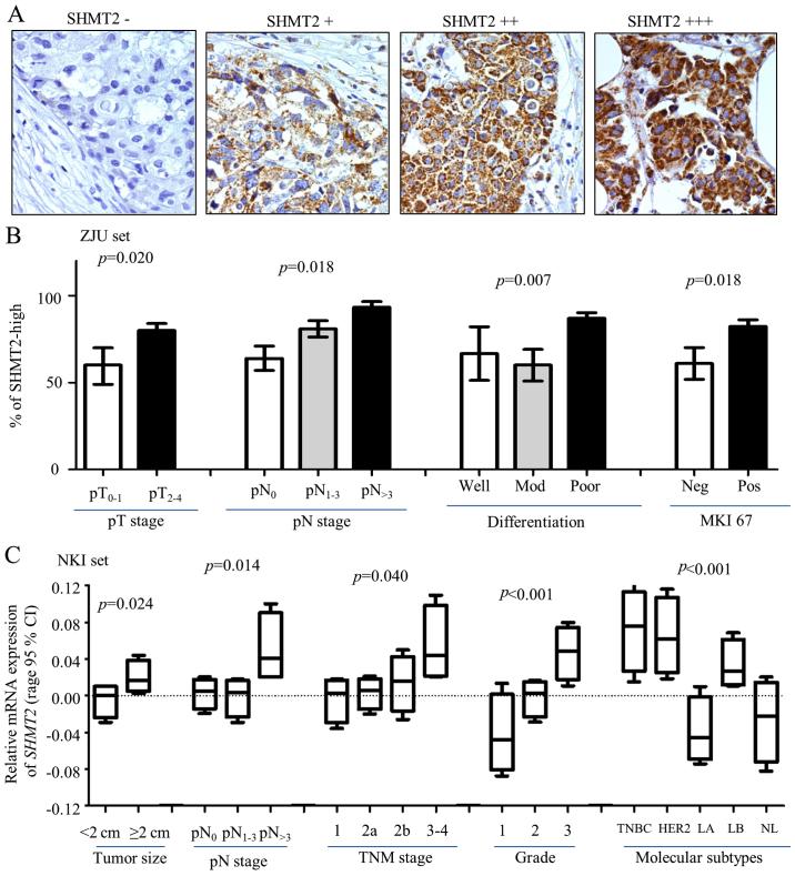 https://cdn.ncbi.nlm.nih.gov/pmc/blobs/dc3c/5055214/c4a498c43c30/OR-36-05-2489-g01.jpg