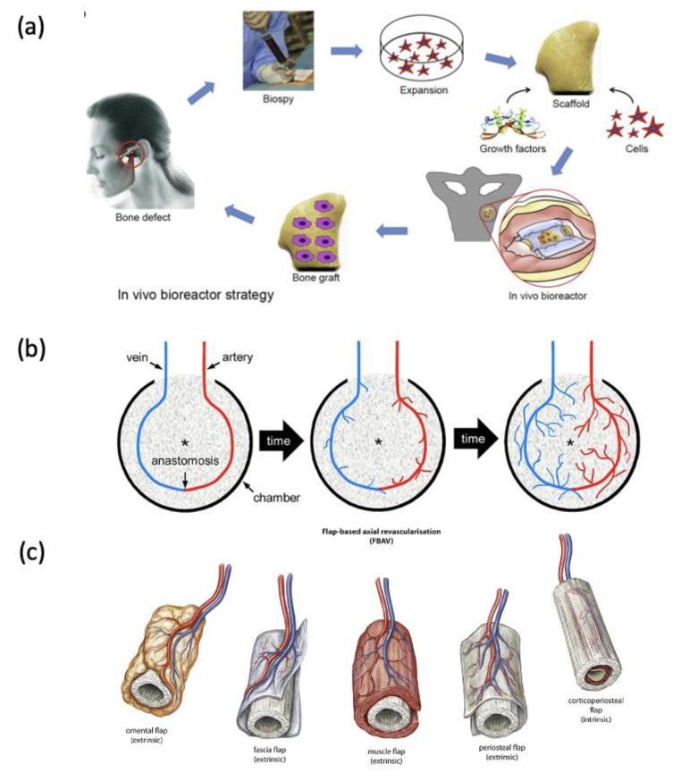 https://cdn.ncbi.nlm.nih.gov/pmc/blobs/dc41/11205181/0d35715ae75e/jfb-15-00145-g005.jpg