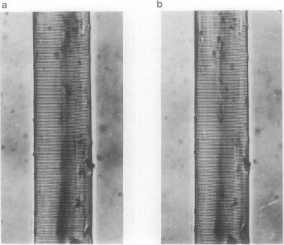 https://cdn.ncbi.nlm.nih.gov/pmc/blobs/dc43/1434961/c91ba85f0c95/biophysj00201-0009-a.jpg