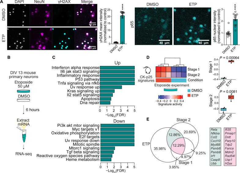 https://cdn.ncbi.nlm.nih.gov/pmc/blobs/dc45/9519048/e8d0d51696c4/sciadv.abo4662-f2.jpg