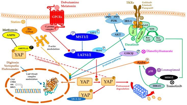 https://cdn.ncbi.nlm.nih.gov/pmc/blobs/dc47/6162436/7437b110bbb4/cancers-10-00329-g003.jpg