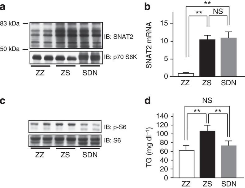 https://cdn.ncbi.nlm.nih.gov/pmc/blobs/dc4a/4557134/5b266f35dbcd/ncomms8940-f5.jpg