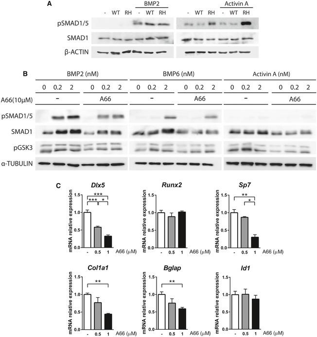 https://cdn.ncbi.nlm.nih.gov/pmc/blobs/dc4a/6728602/757cc31b63f3/EMMM-11-e10567-g003.jpg
