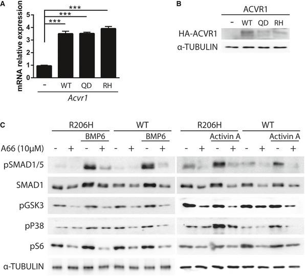 https://cdn.ncbi.nlm.nih.gov/pmc/blobs/dc4a/6728602/de795c500e8f/EMMM-11-e10567-g002.jpg