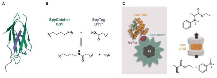 https://cdn.ncbi.nlm.nih.gov/pmc/blobs/dc50/11997919/711fdf20e266/CSSC-18-e202402007-g002.jpg
