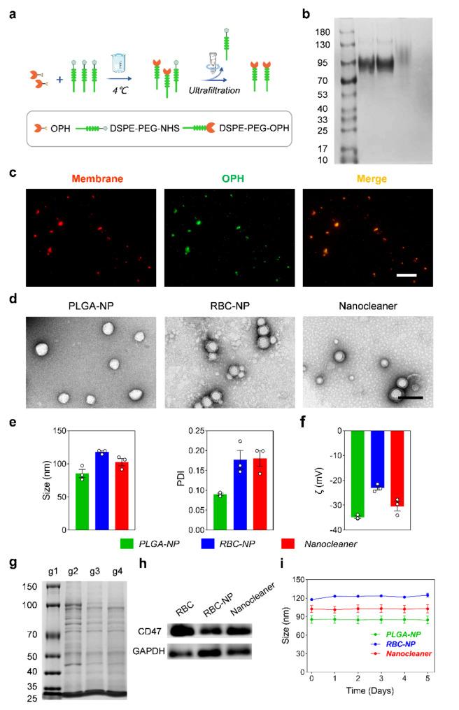 https://cdn.ncbi.nlm.nih.gov/pmc/blobs/dc54/11440912/bd010bcc9d65/12951_2024_2869_Fig2_HTML.jpg