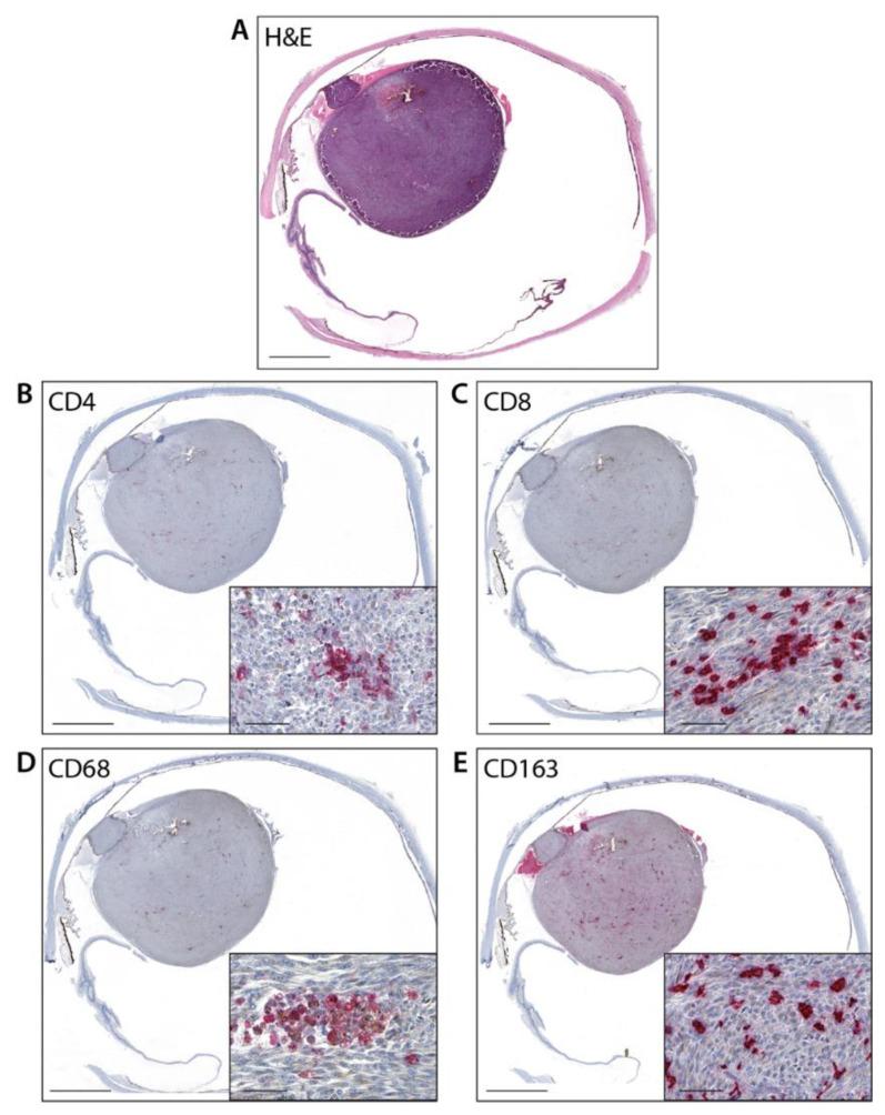 https://cdn.ncbi.nlm.nih.gov/pmc/blobs/dc5c/9740732/6640d182e7a0/cancers-14-05959-g001.jpg