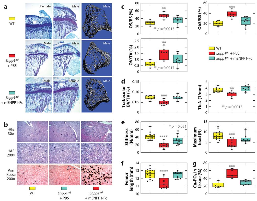 https://cdn.ncbi.nlm.nih.gov/pmc/blobs/dc5d/11062289/12db6aded106/nihms-1984512-f0010.jpg