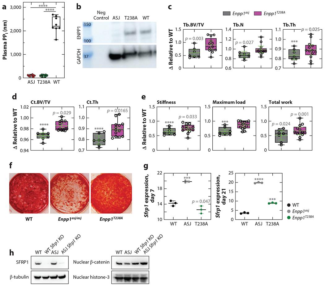 https://cdn.ncbi.nlm.nih.gov/pmc/blobs/dc5d/11062289/1f40da92a7aa/nihms-1984512-f0006.jpg