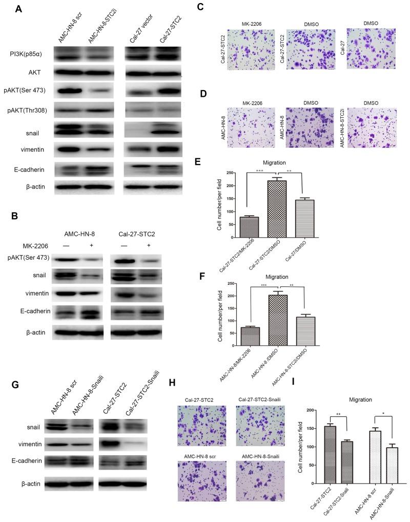 https://cdn.ncbi.nlm.nih.gov/pmc/blobs/dc5d/5351606/9976282e2ea7/oncotarget-08-5976-g005.jpg