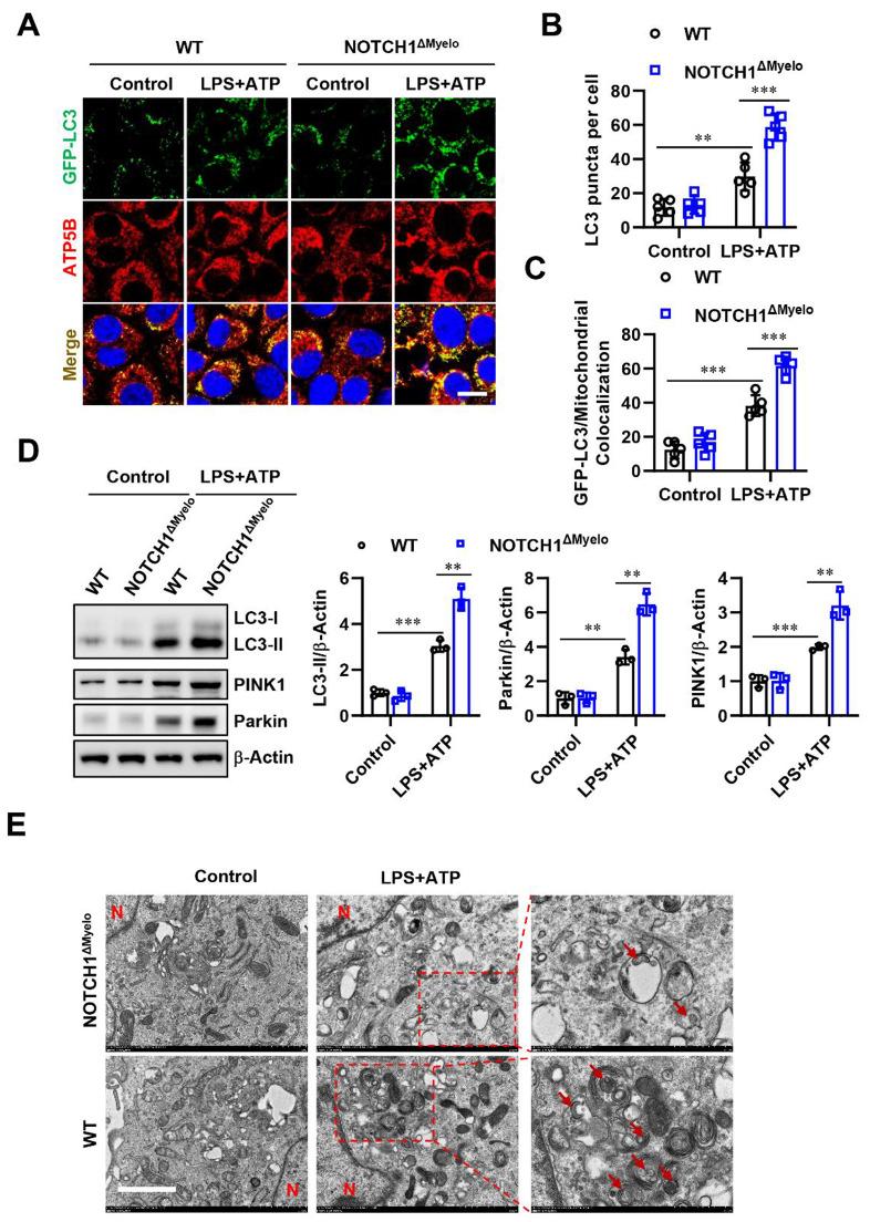 https://cdn.ncbi.nlm.nih.gov/pmc/blobs/dc60/12105122/186e8368b3fd/13062_2025_657_Fig6_HTML.jpg