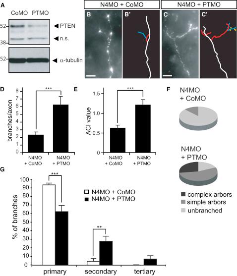 https://cdn.ncbi.nlm.nih.gov/pmc/blobs/dc63/2862300/b8ebc17261bd/gr7.jpg