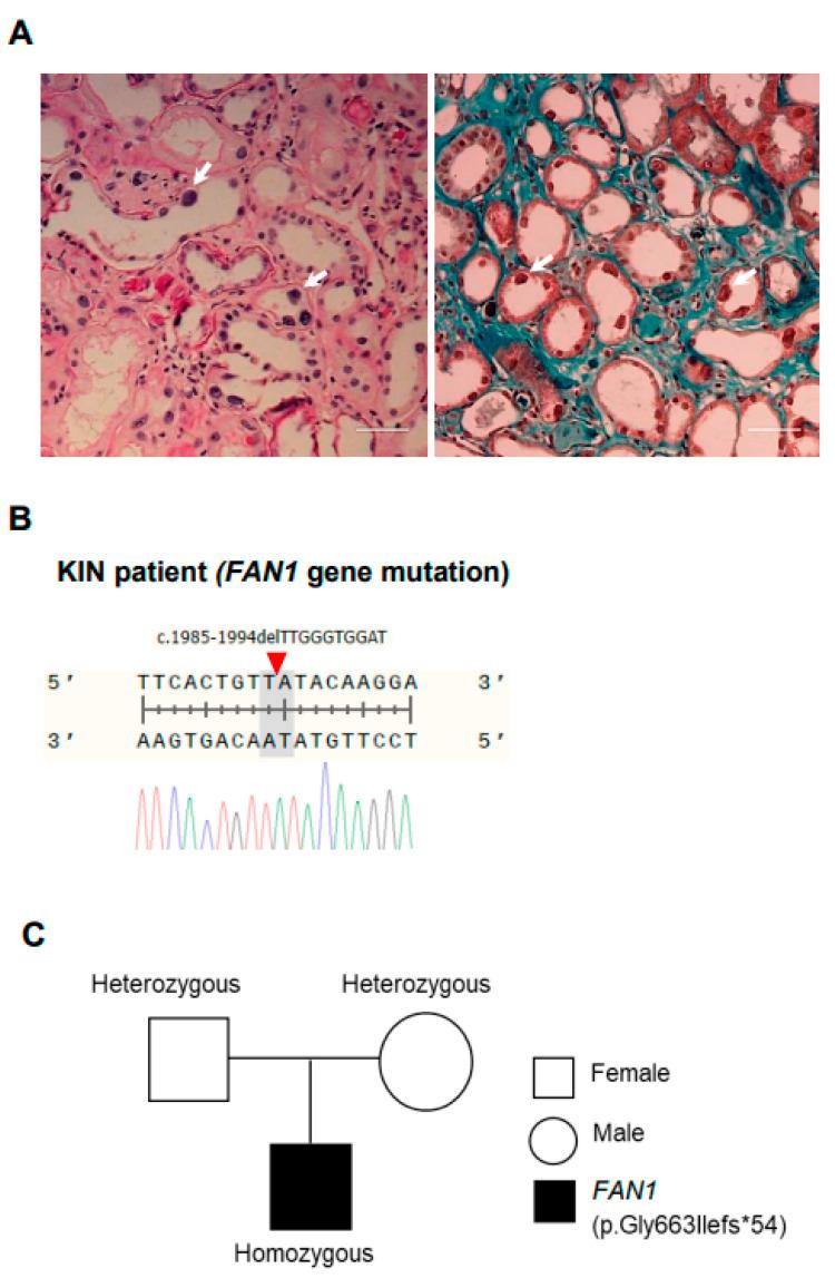 https://cdn.ncbi.nlm.nih.gov/pmc/blobs/dc6d/10529520/3ced1d7caa0c/cells-12-02319-g001.jpg