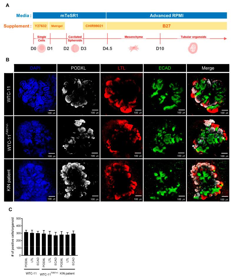 https://cdn.ncbi.nlm.nih.gov/pmc/blobs/dc6d/10529520/ec597731d512/cells-12-02319-g003.jpg