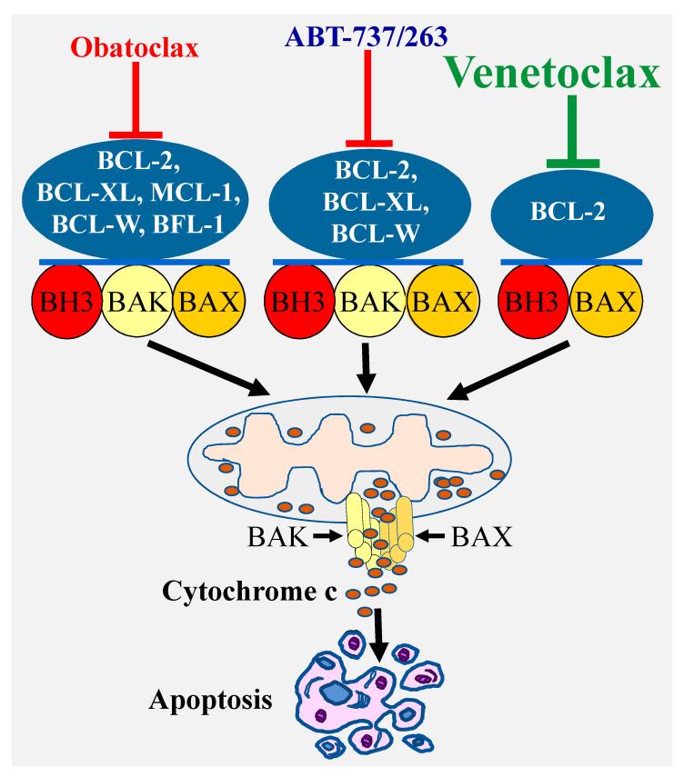 https://cdn.ncbi.nlm.nih.gov/pmc/blobs/dc71/8001391/e48d5042d408/cancers-13-01292-g002.jpg
