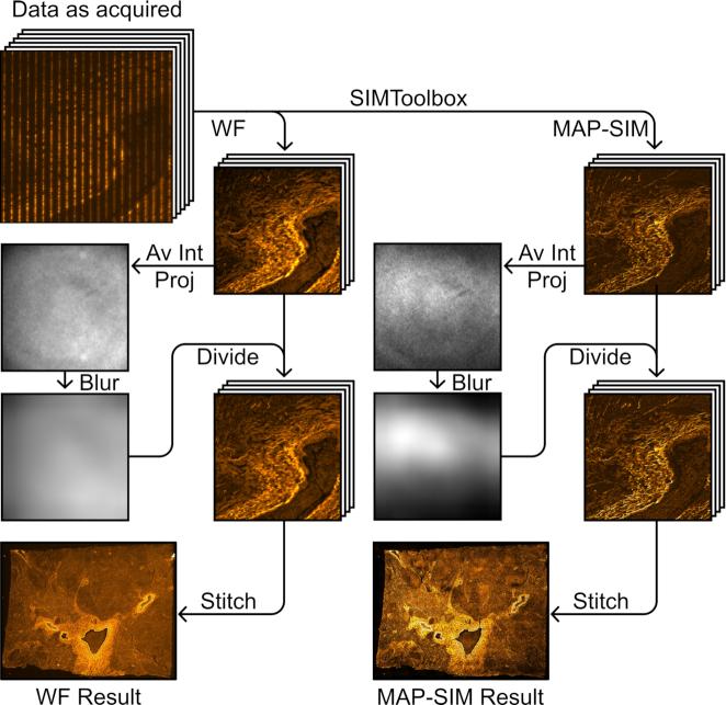 https://cdn.ncbi.nlm.nih.gov/pmc/blobs/dc73/7155289/38847dece2e4/giaa035fig6.jpg