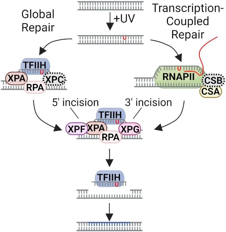 https://cdn.ncbi.nlm.nih.gov/pmc/blobs/dc76/10325923/2c66b663c2a5/gkad334fig6.jpg