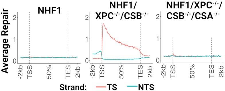 https://cdn.ncbi.nlm.nih.gov/pmc/blobs/dc76/10325923/2d894afe0f0b/gkad334fig5.jpg
