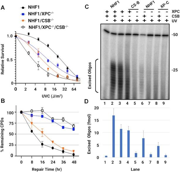 https://cdn.ncbi.nlm.nih.gov/pmc/blobs/dc76/10325923/56316fee733f/gkad334fig4.jpg