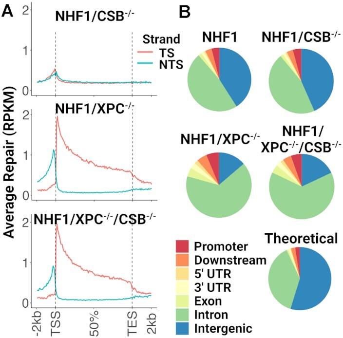 https://cdn.ncbi.nlm.nih.gov/pmc/blobs/dc76/10325923/6e4ac2cd11bb/gkad334fig2.jpg