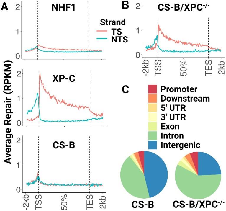https://cdn.ncbi.nlm.nih.gov/pmc/blobs/dc76/10325923/94cd4147145e/gkad334fig1.jpg
