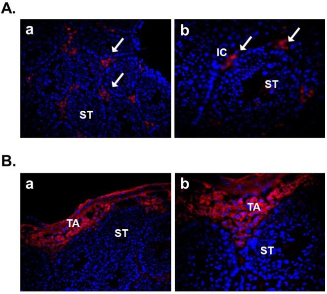 https://cdn.ncbi.nlm.nih.gov/pmc/blobs/dc78/4282246/41d820468b89/devrepro-16-253-g001.jpg