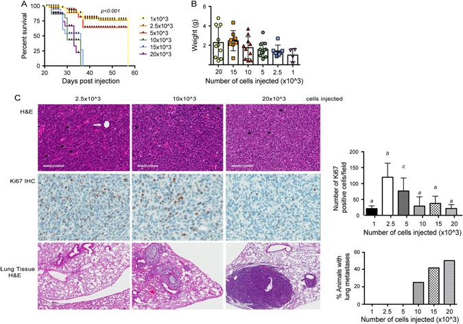 https://cdn.ncbi.nlm.nih.gov/pmc/blobs/dc79/5514148/52e604bb3209/41523_2017_27_Fig2_HTML.jpg