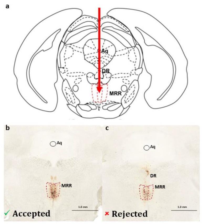 https://cdn.ncbi.nlm.nih.gov/pmc/blobs/dc7c/11050709/02d0ded35315/ijms-25-04315-g007.jpg