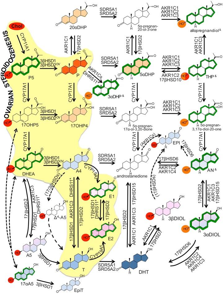 https://cdn.ncbi.nlm.nih.gov/pmc/blobs/dc80/6157328/a056152a9a57/fphar-09-00940-g0002.jpg